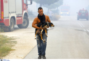 Κακοποίηση ζώων και ακτιβισμός - Η αδέσμευτη φωνή των τετράποδων