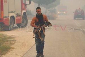 Κακοποίηση ζώων και ακτιβισμός - Η αδέσμευτη φωνή των τετράποδων