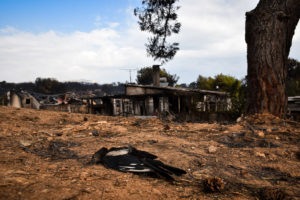 Κακοποίηση ζώων και ακτιβισμός - Η αδέσμευτη φωνή των τετράποδων