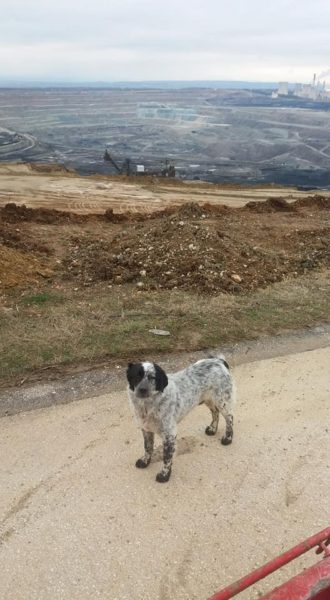 Κακοποίηση ζώων και ακτιβισμός - Η αδέσμευτη φωνή των τετράποδων