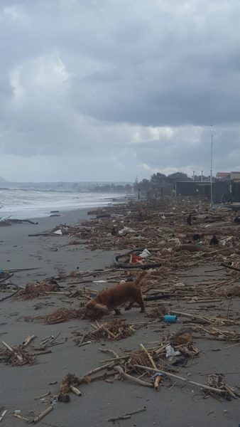 Κακοποίηση ζώων και ακτιβισμός - Η αδέσμευτη φωνή των τετράποδων