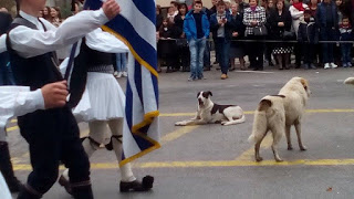 Κακοποίηση ζώων και ακτιβισμός - Η αδέσμευτη φωνή των τετράποδων