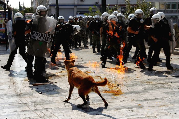 Κακοποίηση ζώων και ακτιβισμός - Η αδέσμευτη φωνή των τετράποδων