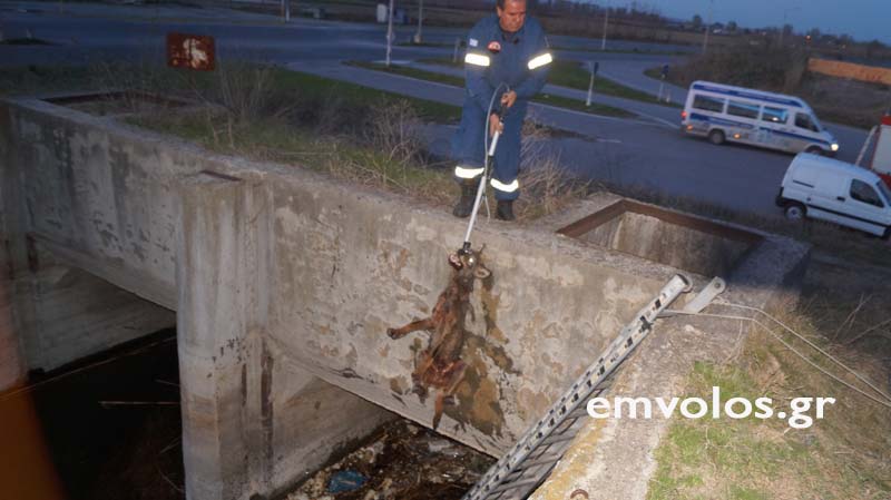 Κακοποίηση ζώων και ακτιβισμός - Η αδέσμευτη φωνή των τετράποδων