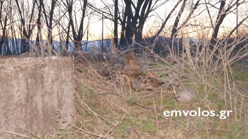 Κακοποίηση ζώων και ακτιβισμός - Η αδέσμευτη φωνή των τετράποδων