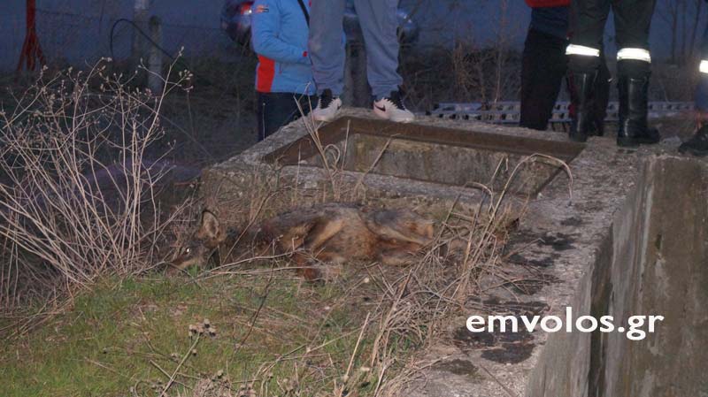 Κακοποίηση ζώων και ακτιβισμός - Η αδέσμευτη φωνή των τετράποδων