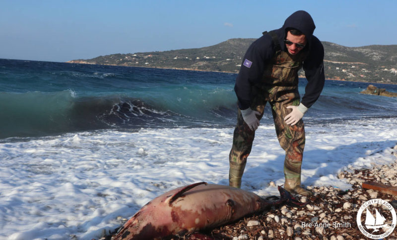 Κακοποίηση ζώων και ακτιβισμός - Η αδέσμευτη φωνή των τετράποδων