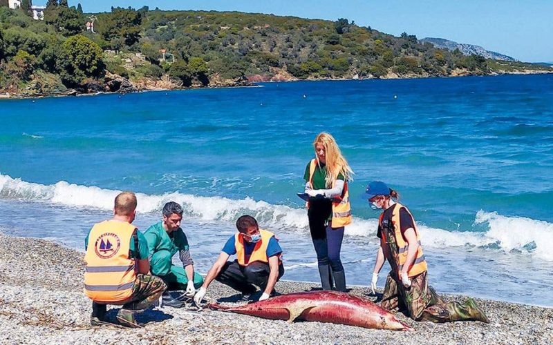 Κακοποίηση ζώων και ακτιβισμός - Η αδέσμευτη φωνή των τετράποδων