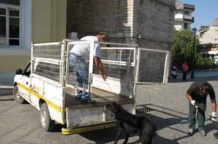 Κακοποίηση ζώων και ακτιβισμός - Η αδέσμευτη φωνή των τετράποδων