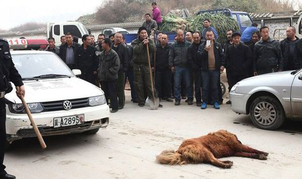 Κακοποίηση ζώων και ακτιβισμός - Η αδέσμευτη φωνή των τετράποδων