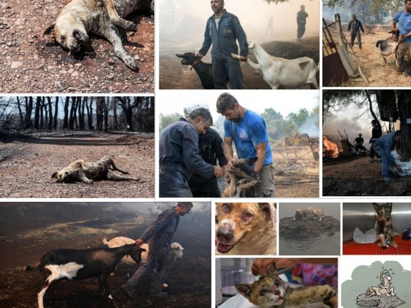 Κακοποίηση ζώων και ακτιβισμός - Η αδέσμευτη φωνή των τετράποδων