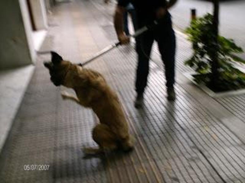 Κακοποίηση ζώων και ακτιβισμός - Η αδέσμευτη φωνή των τετράποδων