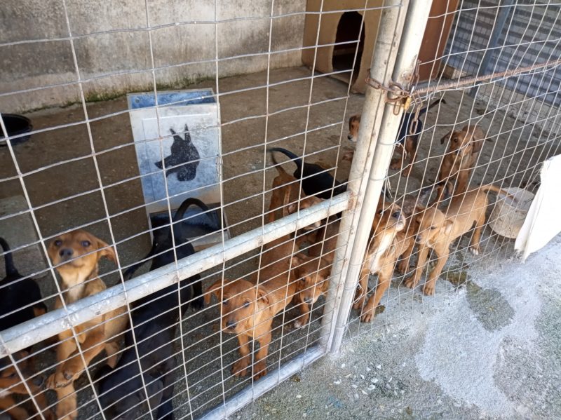 Κακοποίηση ζώων και ακτιβισμός - Η αδέσμευτη φωνή των τετράποδων