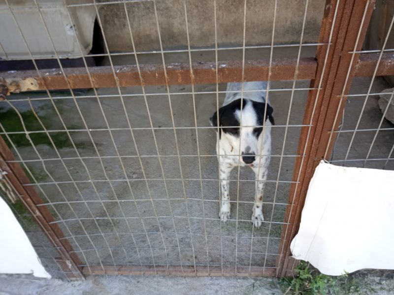 Κακοποίηση ζώων και ακτιβισμός - Η αδέσμευτη φωνή των τετράποδων