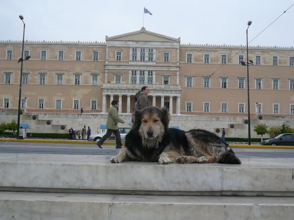 Κακοποίηση ζώων και ακτιβισμός - Η αδέσμευτη φωνή των τετράποδων