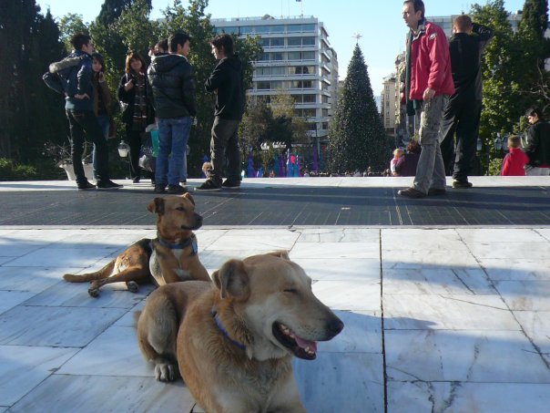 Κακοποίηση ζώων και ακτιβισμός - Η αδέσμευτη φωνή των τετράποδων