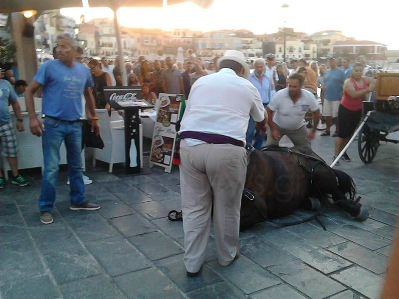 Κακοποίηση ζώων και ακτιβισμός - Η αδέσμευτη φωνή των τετράποδων