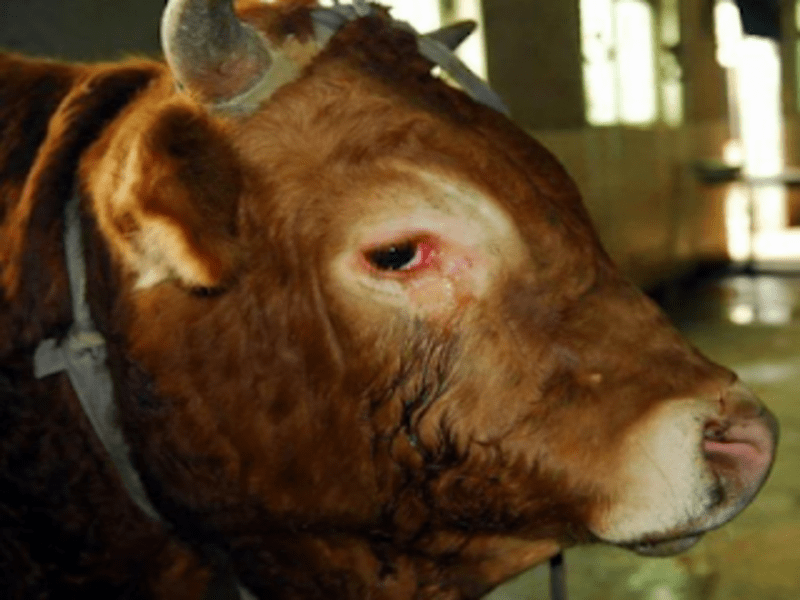 Κακοποίηση ζώων και ακτιβισμός - Η αδέσμευτη φωνή των τετράποδων