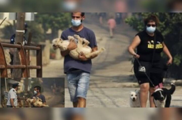 Κακοποίηση ζώων και ακτιβισμός - Η αδέσμευτη φωνή των τετράποδων