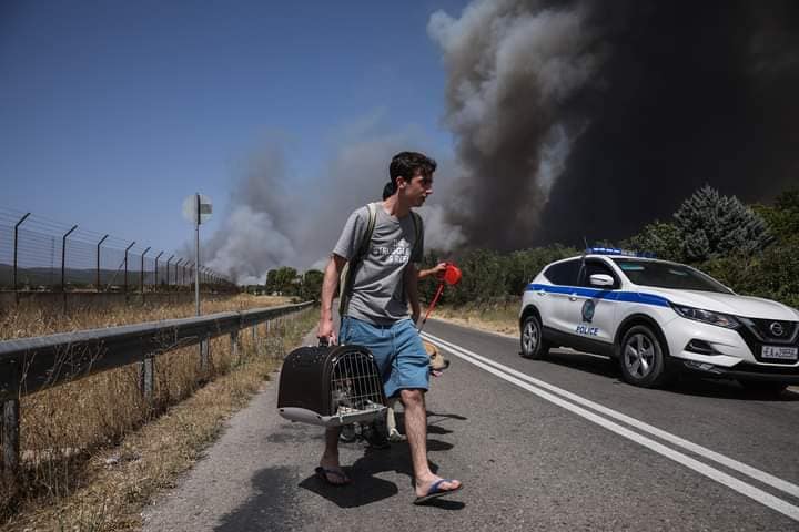 Κακοποίηση ζώων και ακτιβισμός - Η αδέσμευτη φωνή των τετράποδων