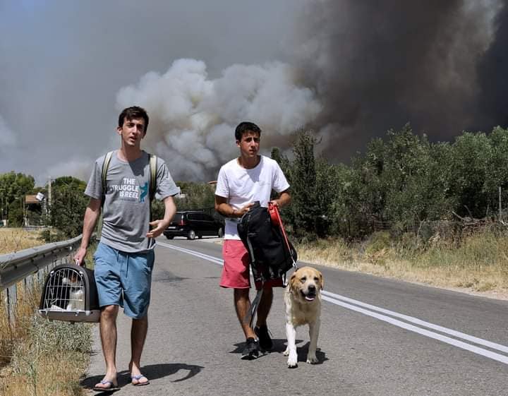 Κακοποίηση ζώων και ακτιβισμός - Η αδέσμευτη φωνή των τετράποδων