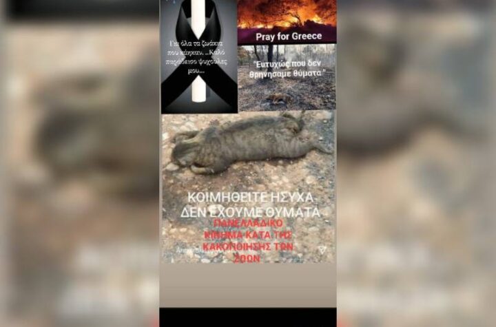 Κακοποίηση ζώων και ακτιβισμός - Η αδέσμευτη φωνή των τετράποδων