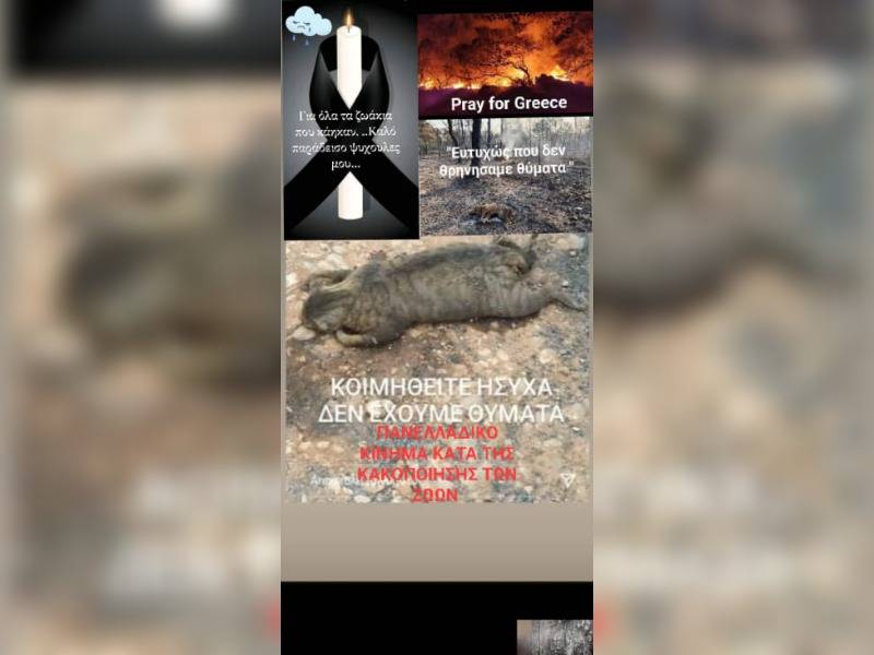 Κακοποίηση ζώων και ακτιβισμός - Η αδέσμευτη φωνή των τετράποδων