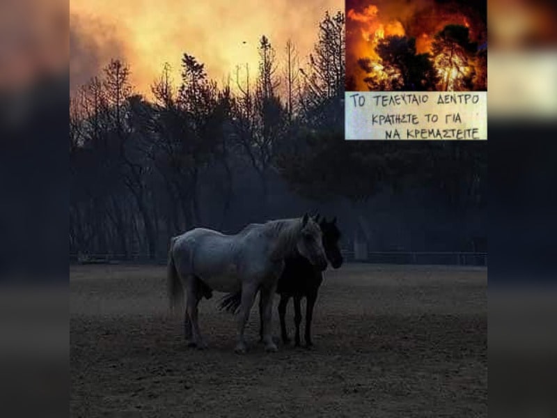 Κακοποίηση ζώων και ακτιβισμός - Η αδέσμευτη φωνή των τετράποδων