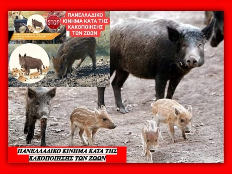 Κακοποίηση ζώων και ακτιβισμός - Η αδέσμευτη φωνή των τετράποδων