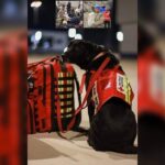 Σκυλος-διασωστης, ταξίδεψε από το Μεξικό στην Τουρκία, για να σώσει ζωές συνανθρώπων και Ζώων