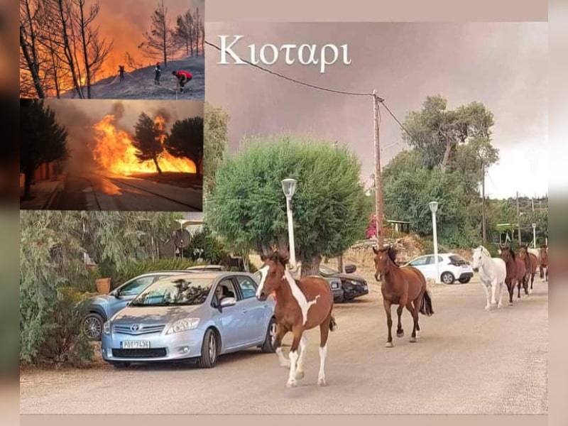 Κακοποίηση ζώων και ακτιβισμός - Η αδέσμευτη φωνή των τετράποδων