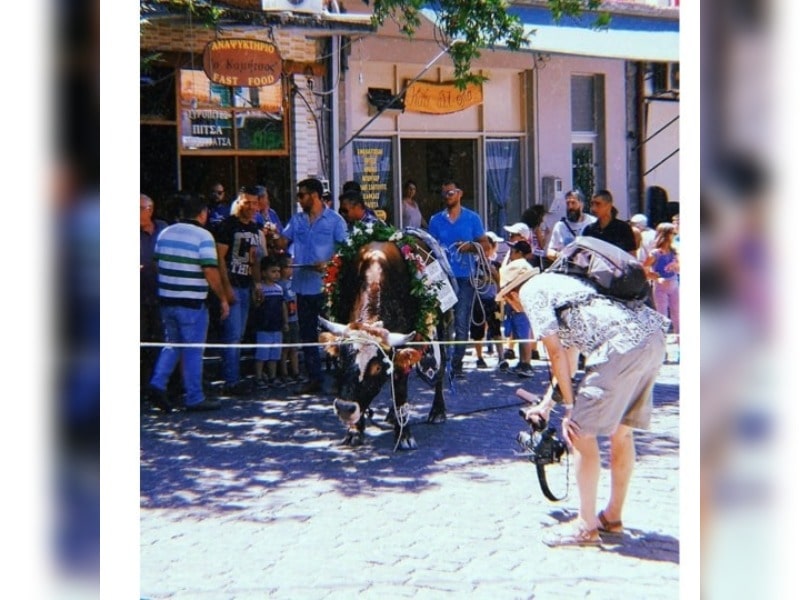 Κακοποίηση ζώων και ακτιβισμός - Η αδέσμευτη φωνή των τετράποδων