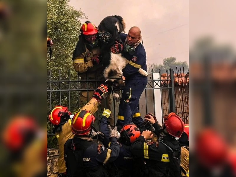 Κακοποίηση ζώων και ακτιβισμός - Η αδέσμευτη φωνή των τετράποδων