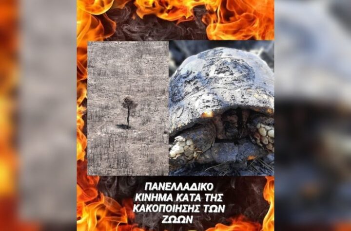 Κακοποίηση ζώων και ακτιβισμός - Η αδέσμευτη φωνή των τετράποδων