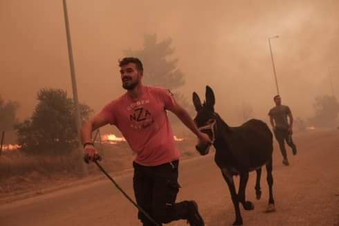 Κακοποίηση ζώων και ακτιβισμός - Η αδέσμευτη φωνή των τετράποδων