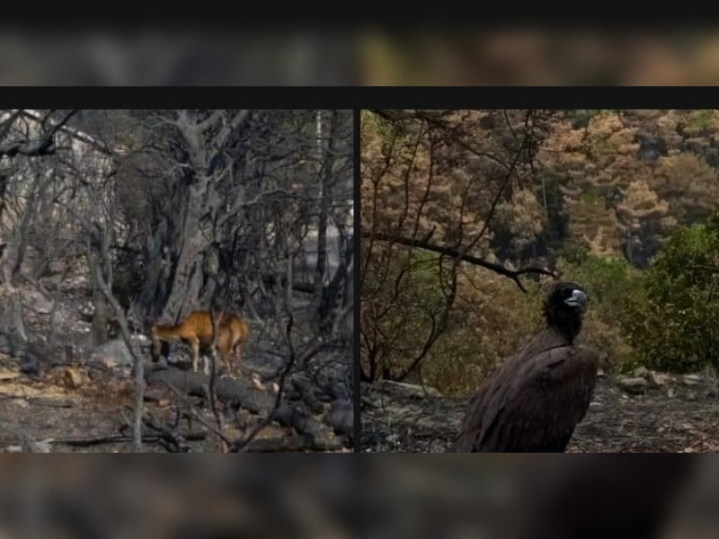 Κακοποίηση ζώων και ακτιβισμός - Η αδέσμευτη φωνή των τετράποδων