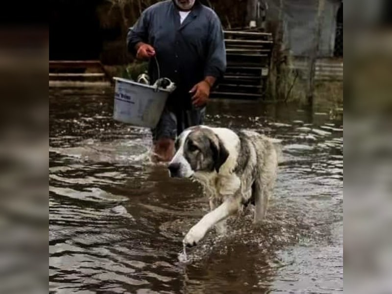 Κακοποίηση ζώων και ακτιβισμός - Η αδέσμευτη φωνή των τετράποδων