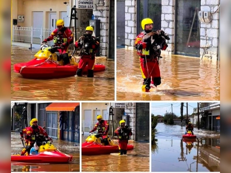 Κακοποίηση ζώων και ακτιβισμός - Η αδέσμευτη φωνή των τετράποδων