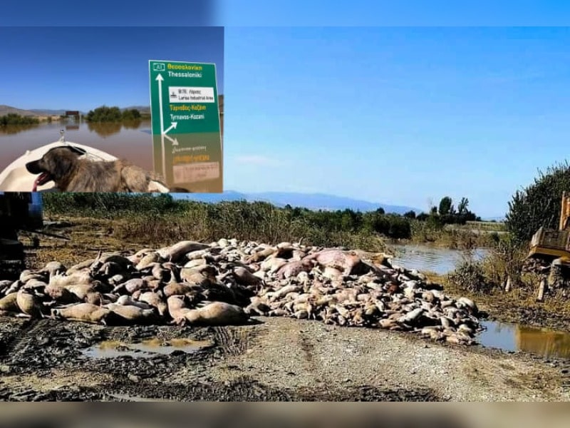 Κακοποίηση ζώων και ακτιβισμός - Η αδέσμευτη φωνή των τετράποδων