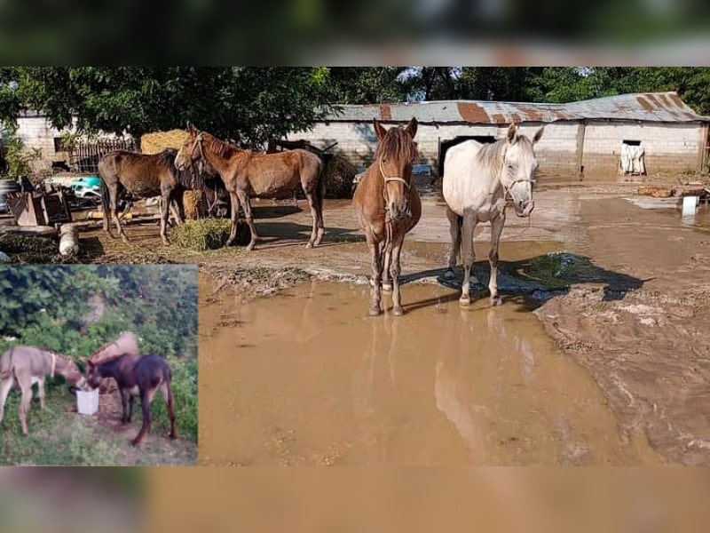 Κακοποίηση ζώων και ακτιβισμός - Η αδέσμευτη φωνή των τετράποδων