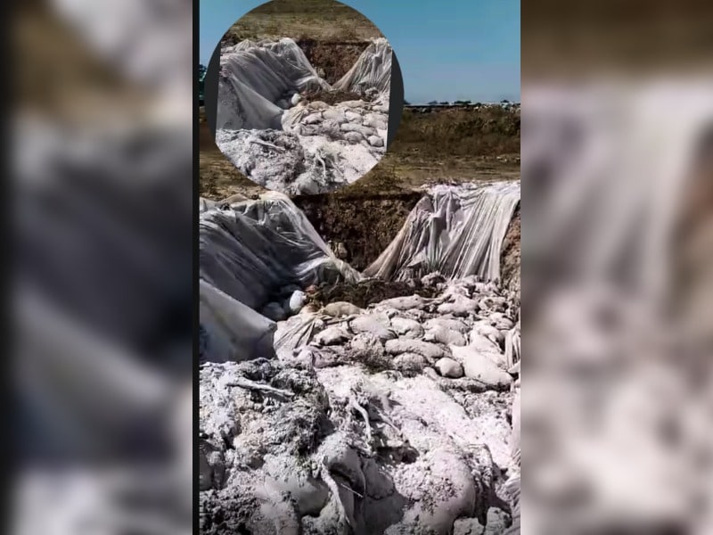 Κακοποίηση ζώων και ακτιβισμός - Η αδέσμευτη φωνή των τετράποδων