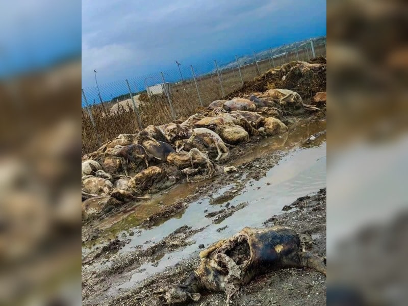 Κακοποίηση ζώων και ακτιβισμός - Η αδέσμευτη φωνή των τετράποδων