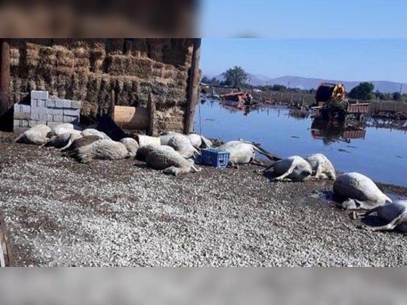 Κακοποίηση ζώων και ακτιβισμός - Η αδέσμευτη φωνή των τετράποδων