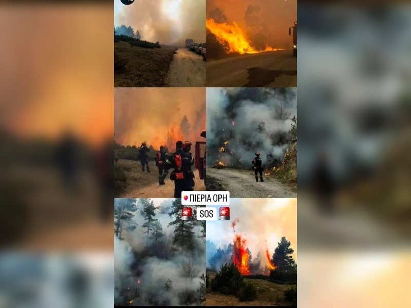 Κακοποίηση ζώων και ακτιβισμός - Η αδέσμευτη φωνή των τετράποδων