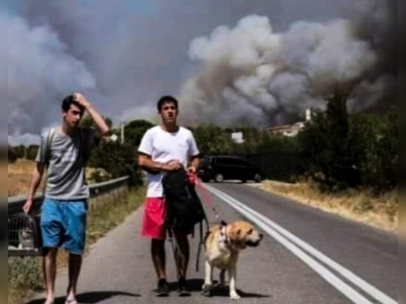 Κακοποίηση ζώων και ακτιβισμός - Η αδέσμευτη φωνή των τετράποδων