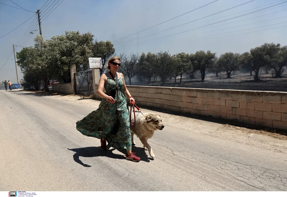 Κακοποίηση ζώων και ακτιβισμός - Η αδέσμευτη φωνή των τετράποδων