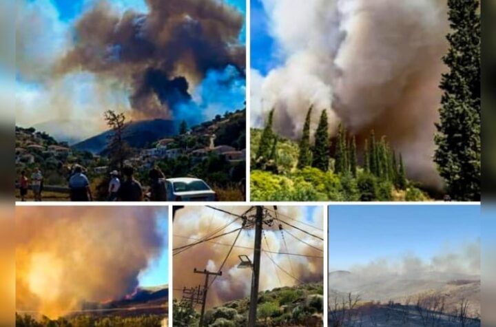 Κακοποίηση ζώων και ακτιβισμός - Η αδέσμευτη φωνή των τετράποδων