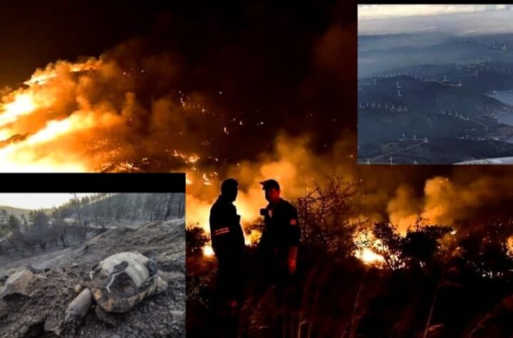 Κακοποίηση ζώων και ακτιβισμός - Η αδέσμευτη φωνή των τετράποδων