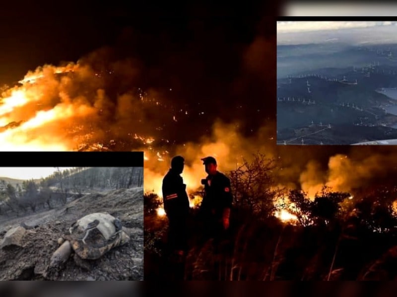 Κακοποίηση ζώων και ακτιβισμός - Η αδέσμευτη φωνή των τετράποδων