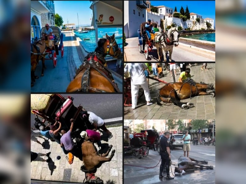 Κακοποίηση ζώων και ακτιβισμός - Η αδέσμευτη φωνή των τετράποδων